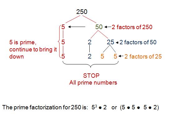 What are Factor Trees? Characteristics, Uses and Examples
